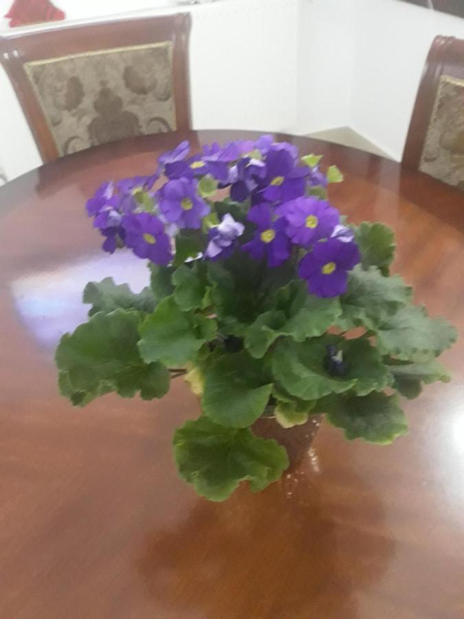 Vila Nicoleta Băile Olăneşti Eksteriør bilde